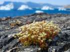 Rockfoil in tundra of Itilliarsuup Kangerlua Fjord part of Uummannaq Fjord, northwest of Greenland. Art Print